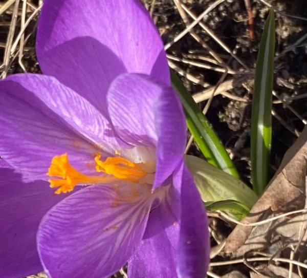 Nærbilde av lilla krokus