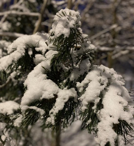 Grankvist dekket med snø.